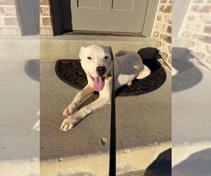 Mutt Dogs for adoption in Sandy, UT, USA