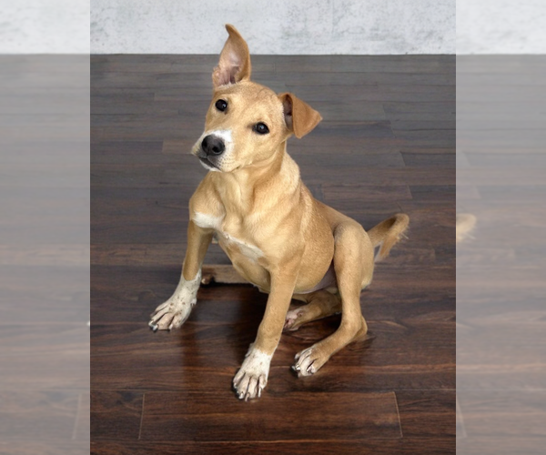 Medium Photo #1 Labrador Retriever-Unknown Mix Puppy For Sale in Phoenix, AZ, USA