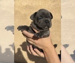 Small #1 French Bulldog