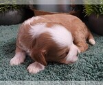 Small #7 Cavapoo (Miniature)