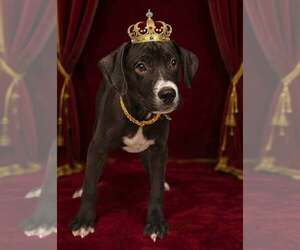 Prince 26/611 - Male Bulldog-Unknown Mix Dog for Adoption - Photo #4