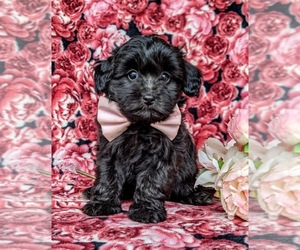 Havanese-Poodle (Toy) Mix Puppy for sale in QUARRYVILLE, PA, USA