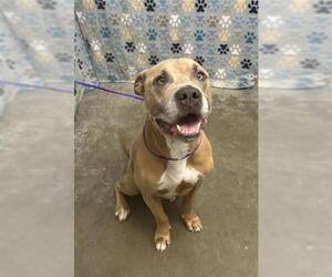 Boxer-Unknown Mix Dogs for adoption in Rosenberg, TX, USA