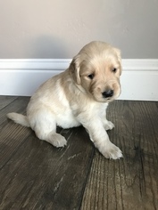Golden Retriever Puppy for sale in IDAHO FALLS, ID, USA