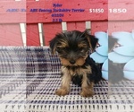 Puppy Tyler Yorkshire Terrier