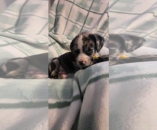 Medium Photo #3 Black Mouth Cur-Unknown Mix Puppy For Sale in New London, WI, USA