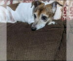 Small Jack Russell Terrier