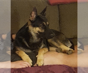 Father of the German Shepherd Dog puppies born on 09/03/2019