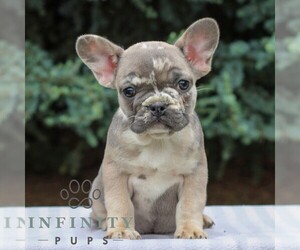 French Bulldog Puppy for sale in EAST EARL, PA, USA