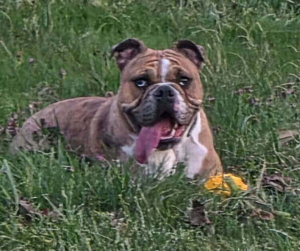 Medium Photo #1 Olde English Bulldogge Puppy For Sale in NUNNELLY, TN, USA