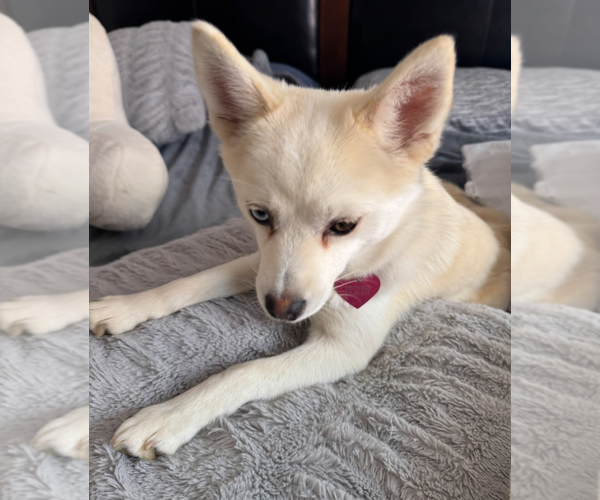 Medium Photo #246 Pomsky Puppy For Sale in LOVELAND, CO, USA