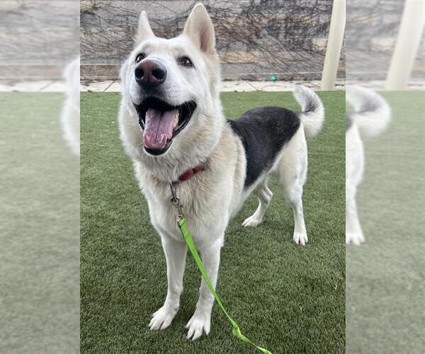 Medium Photo #2 Gerberian Shepsky Puppy For Sale in Elk Grove, CA, USA