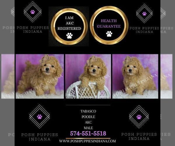 Medium Photo #2 Poodle (Miniature) Puppy For Sale in WARSAW, IN, USA