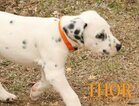 Small Photo #47 Dalmatian Puppy For Sale in ENID, OK, USA