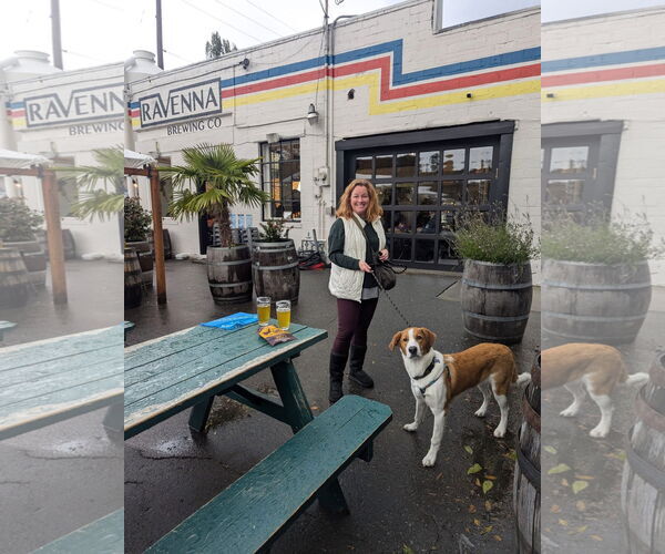 Medium Photo #2 Sheprador Puppy For Sale in Bellevue, WA, USA