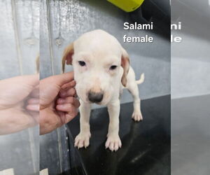 Mutt Dogs for adoption in Evansville, IN, USA