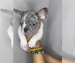 Puppy 1 French Bulldog