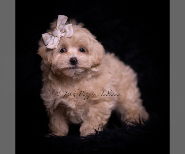 Medium Photo #5 Maltipoo (Miniature) Puppy For Sale in WARSAW, IN, USA
