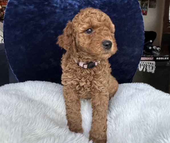 Medium Photo #1 Goldendoodle (Miniature) Puppy For Sale in SAN FERNANDO, CA, USA