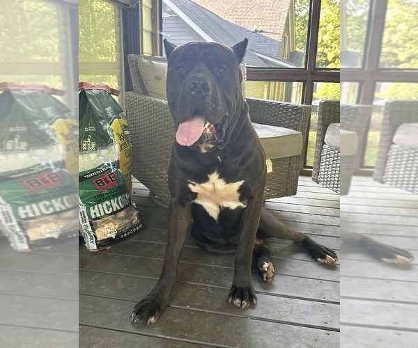 Medium Photo #1 Cane Corso Puppy For Sale in COVINGTON, GA, USA