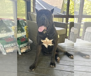 Father of the Cane Corso puppies born on 05/13/2026