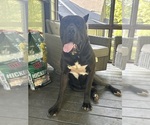 Small Photo #1 Cane Corso Puppy For Sale in COVINGTON, GA, USA