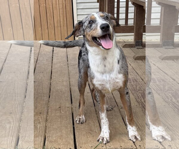 Medium Photo #2 Catahoula Leopard Dog-Unknown Mix Puppy For Sale in Wetumpka, AL, USA