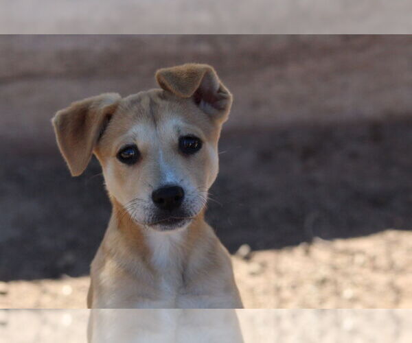 Medium Photo #1 Mutt Puppy For Sale in El Centro, CA, USA