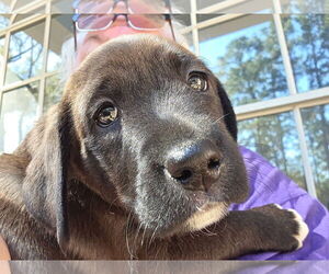 Labrador Retriever Mix Dog for Adoption in The Woodlands, Texas USA