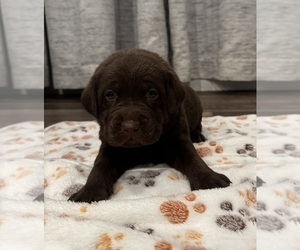 Medium Labrador Retriever