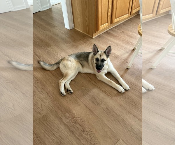 Medium Photo #8 Alaskan Malamute-German Shepherd Dog Mix Puppy For Sale in Clinton , MI, USA