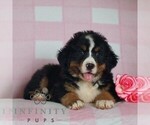 Small #3 Bernese Mountain Dog