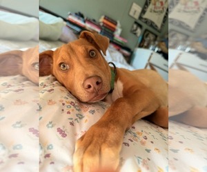 Mutt Dogs for adoption in Hillsboro, NH, USA