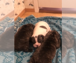 French Bulldog Puppy for sale in CLEVELAND, NC, USA