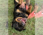 Small #1 Rottweiler
