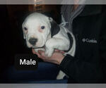 Small Photo #7 American Bully Puppy For Sale in MOTLEY, MN, USA