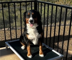 Bernese Mountain Dog Puppy for Sale in COTTONWOOD, Arizona USA