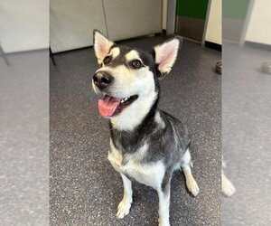 Siberian Husky-Unknown Mix Dogs for adoption in Anchorage, AK, USA