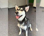 Small Siberian Husky Mix