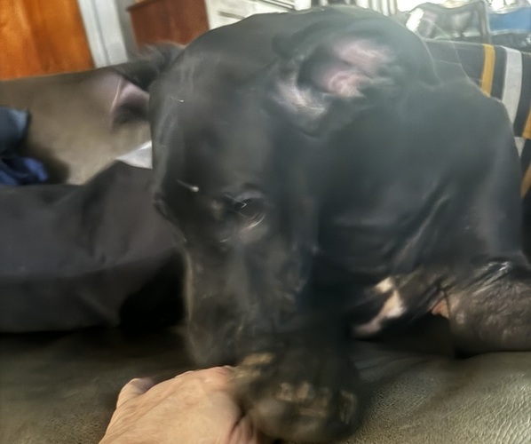 Medium Photo #21 Great Dane Puppy For Sale in ALIQUIPPA, PA, USA