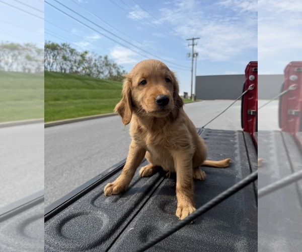 Medium Photo #3 Golden Retriever Puppy For Sale in LAKELAND, FL, USA