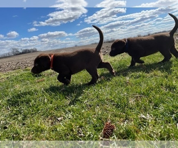 Medium Photo #6 Labrador Retriever Puppy For Sale in JANESVILLE, WI, USA