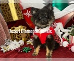 Small Photo #8 Pomeranian Puppy For Sale in HI VISTA, CA, USA