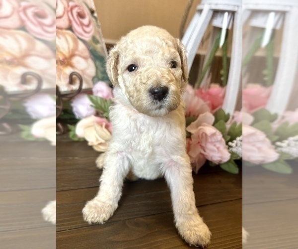 Medium Photo #5 Goldendoodle Puppy For Sale in SUMTER, SC, USA