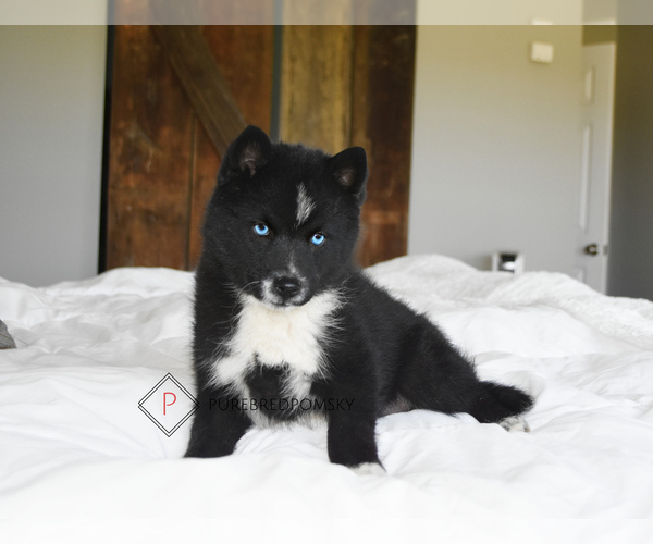 Medium Photo #3 Pomsky Puppy For Sale in KANSAS CITY, MO, USA