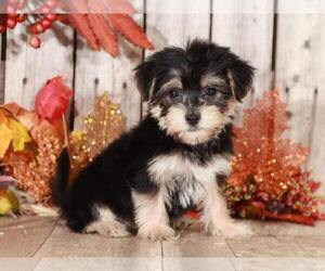 Yorkshire Terrier Puppy for sale in MOUNT VERNON, OH, USA