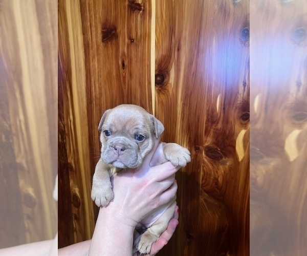 Medium Photo #10 Bulldog Puppy For Sale in GREERS FERRY, AR, USA