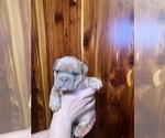 Small Photo #10 Bulldog Puppy For Sale in GREERS FERRY, AR, USA