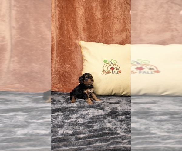 Medium Photo #18 Yorkipoo Puppy For Sale in FENTON, MI, USA