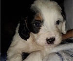 Small #15 Bernedoodle (Miniature)